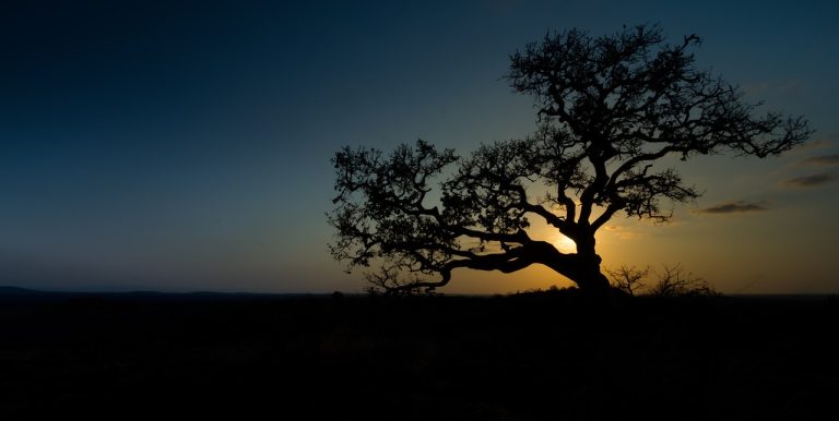 wild fig, sunset, africa-2760515.jpg